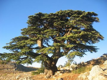 Lübnan Sediri