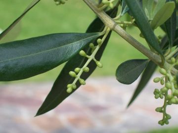 Zeytin Yaprağı