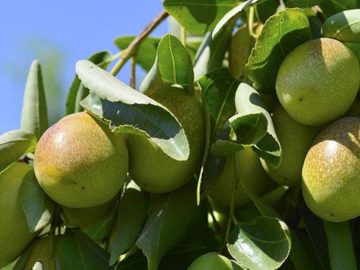 Jojoba