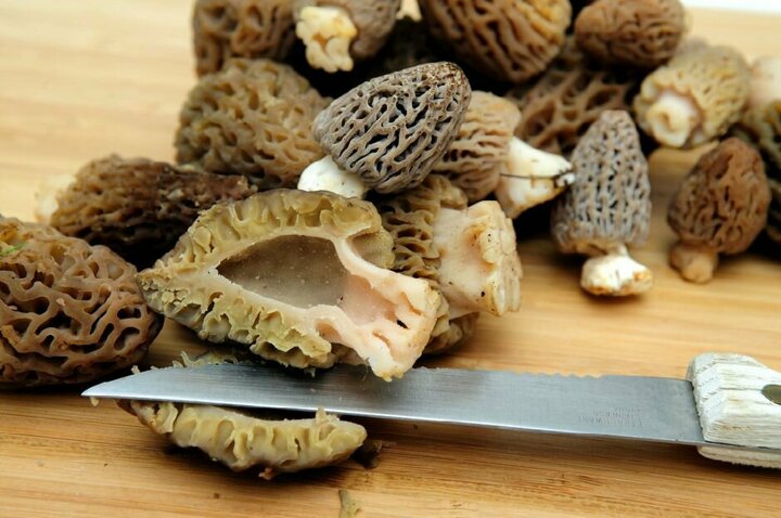 Kuzu Göbeği Mantarı