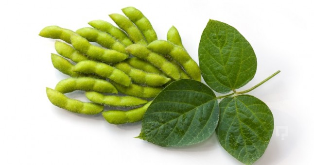 Soya Fasulyesi