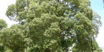 Mantar Ağacı