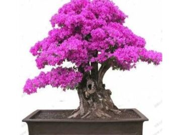Bonsai